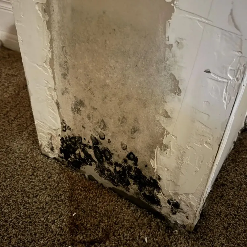 Professional Mold Removal in Clinton, IA